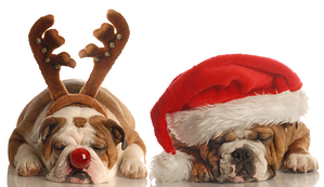 season's greetings from Think! Inc.